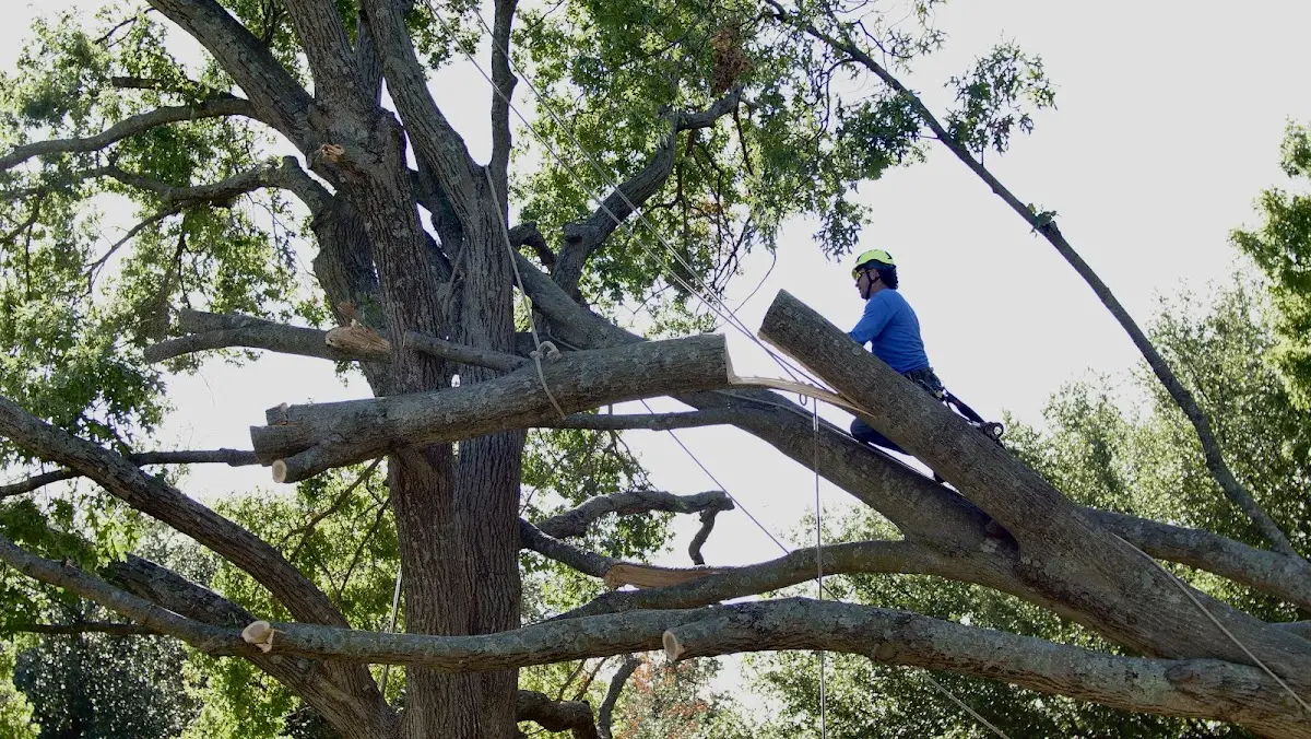 Professional Crown Thinning performed by certified arborists in Morton